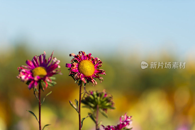 凋谢的红色紫菀花干枯凋谢悲伤散焦背景