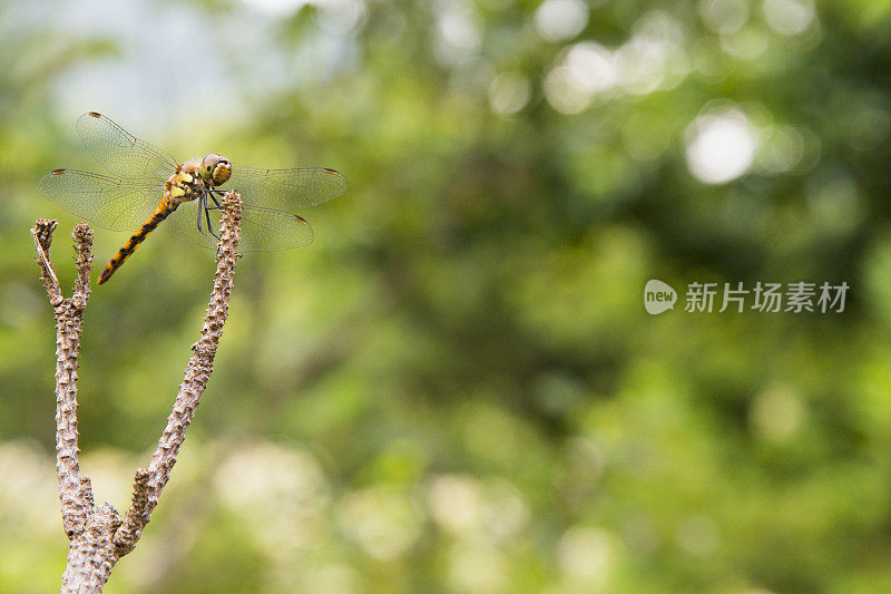蜻蜓坐在松树枝上