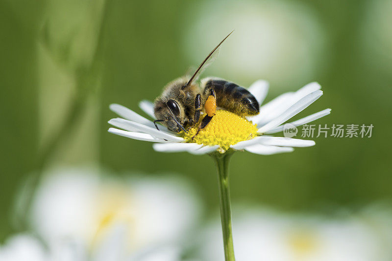 蜜蜂在黛西