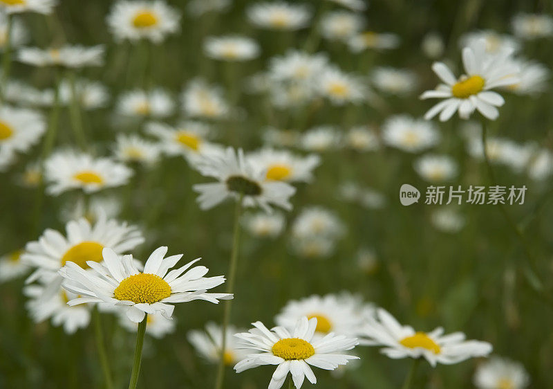 牛眼雏菊(白菊花)