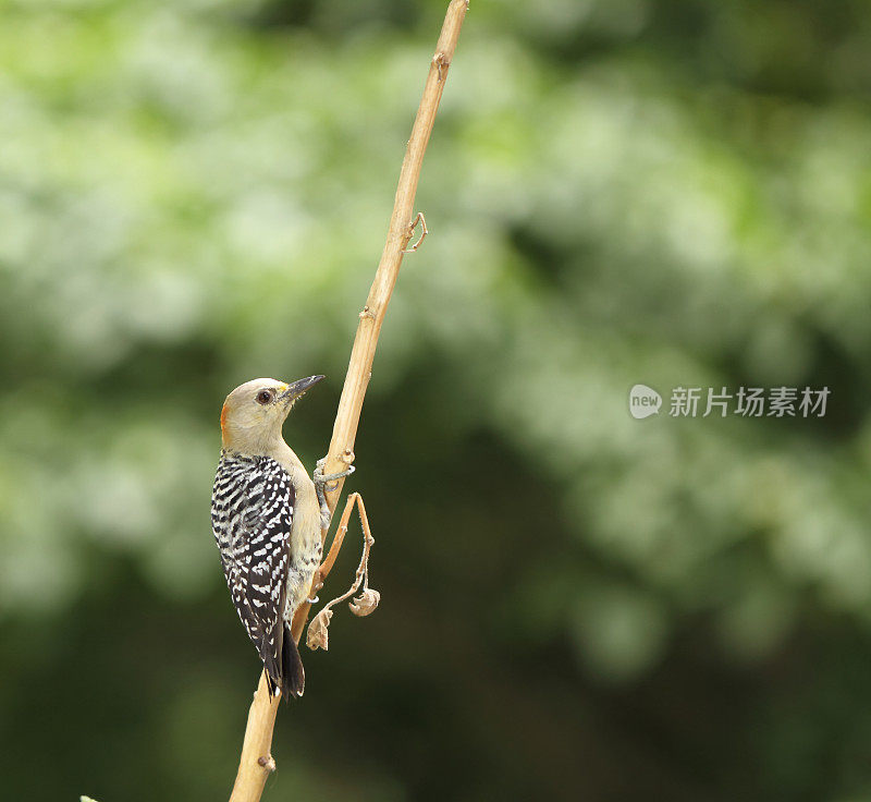 红冠啄木鸟