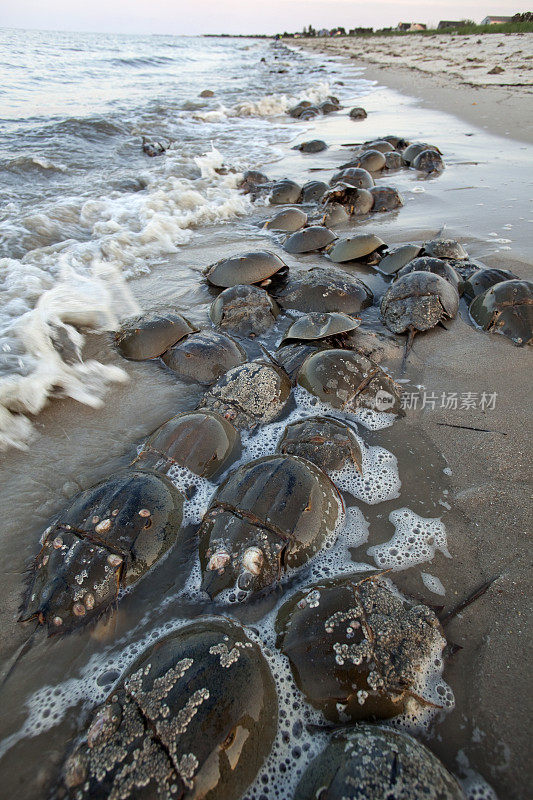 马蹄蟹在特拉华湾屠戮滩涨潮产卵