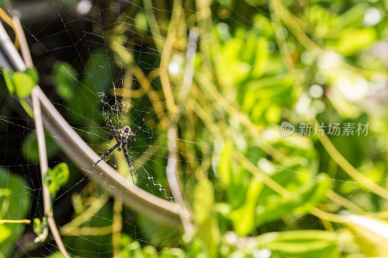 蜘蛛在它的网上与绿叶背景