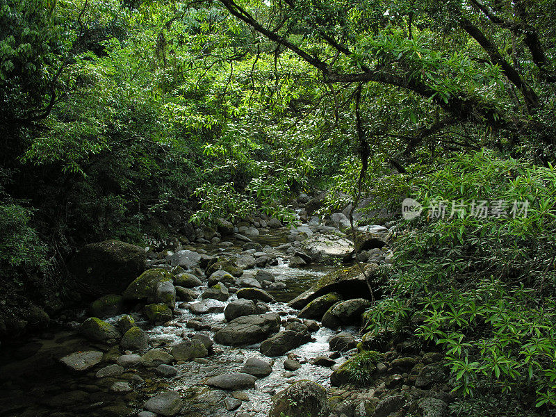 莫斯曼峡谷的雨林溪流