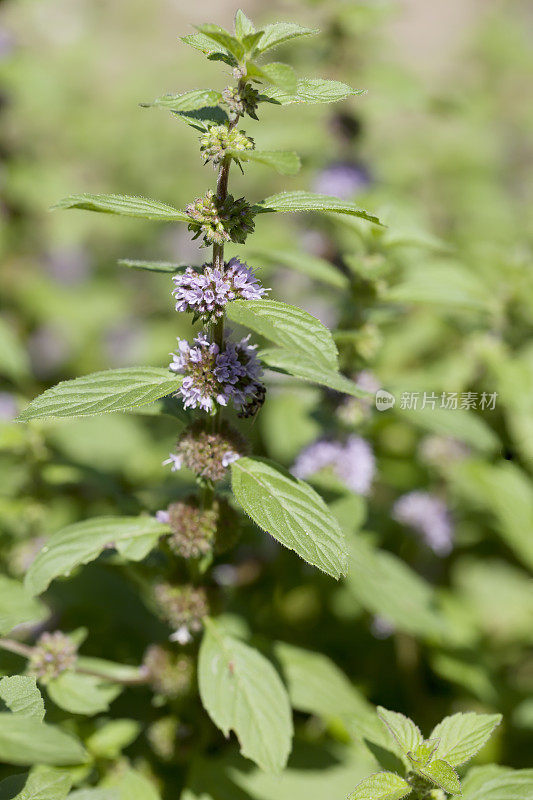 玉米薄荷(薄荷)