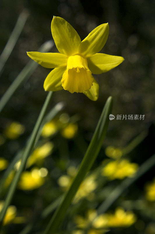 水仙开花