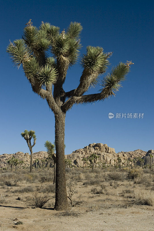 约书亚树国家公园沙漠和红岩景观加利福尼亚