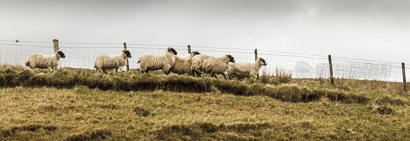 苏格兰的羊群沿着篱笆移动