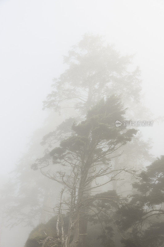 晨雾中树的剪影