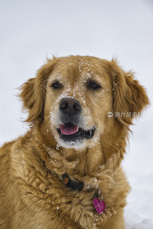 一个快乐的狗在雪地金毛寻回的肖像