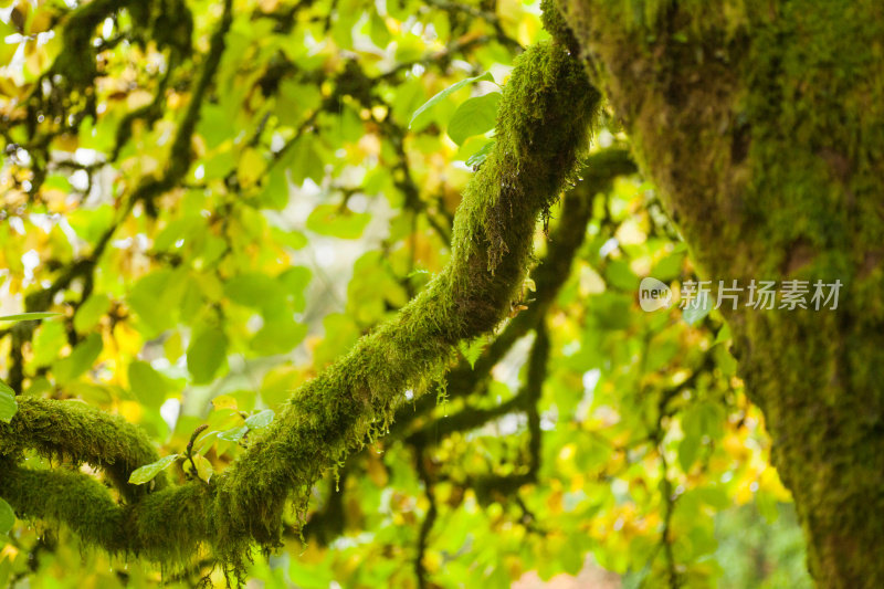 长满青苔的树枝