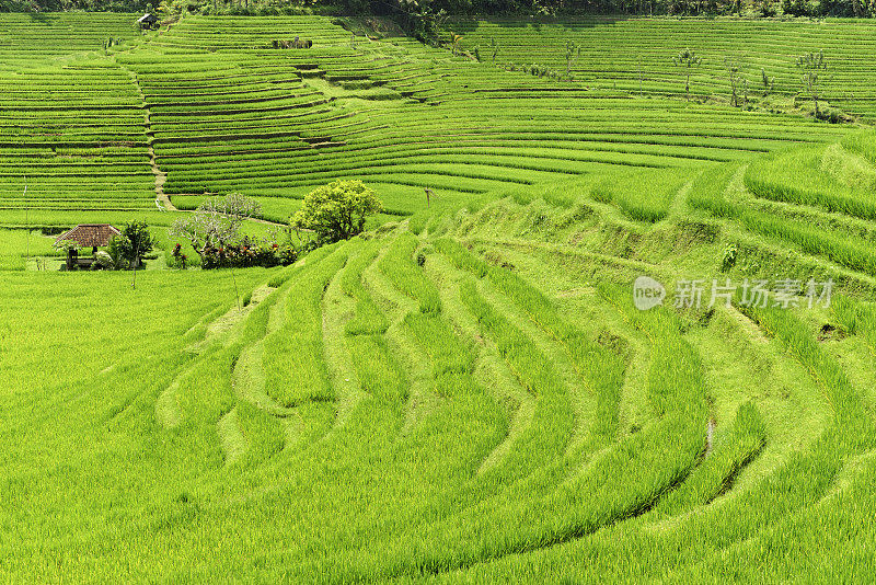 印度尼西亚巴厘岛的大米田