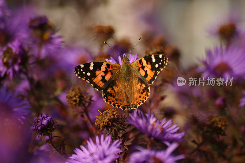 橙色蝴蝶和紫罗兰花
