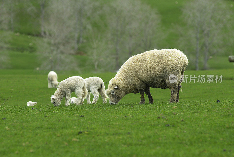 与母亲喂奶的羊羔