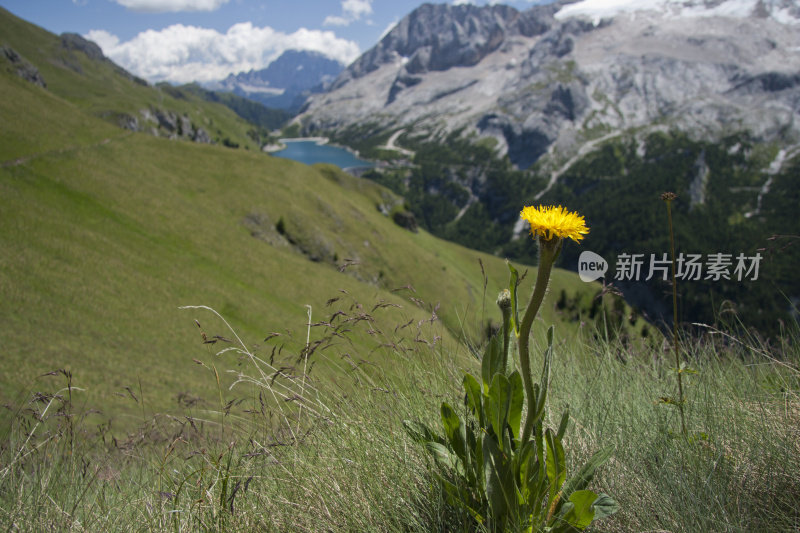 高山黄花，Fedaia湖，夏季白云岩