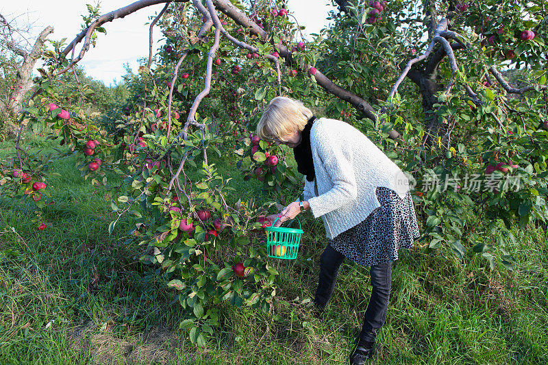 女人摘苹果