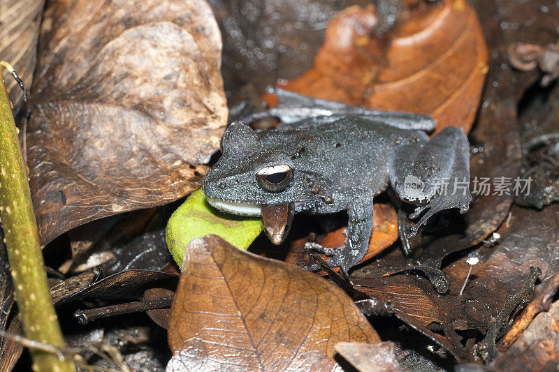 马达加斯加Mangabe岛野生树蛙吃蜥蜴