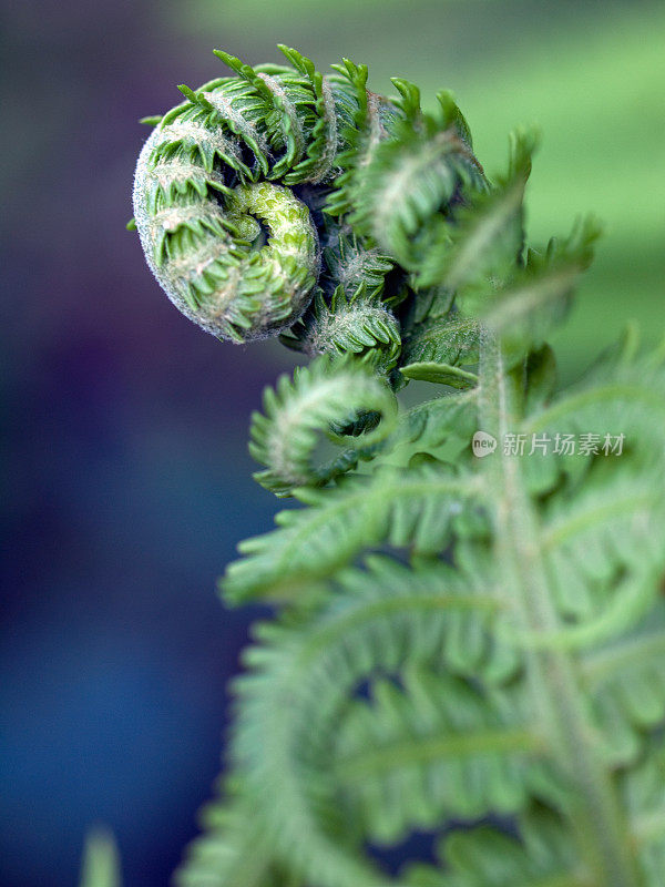 绿色的蕨类植物。