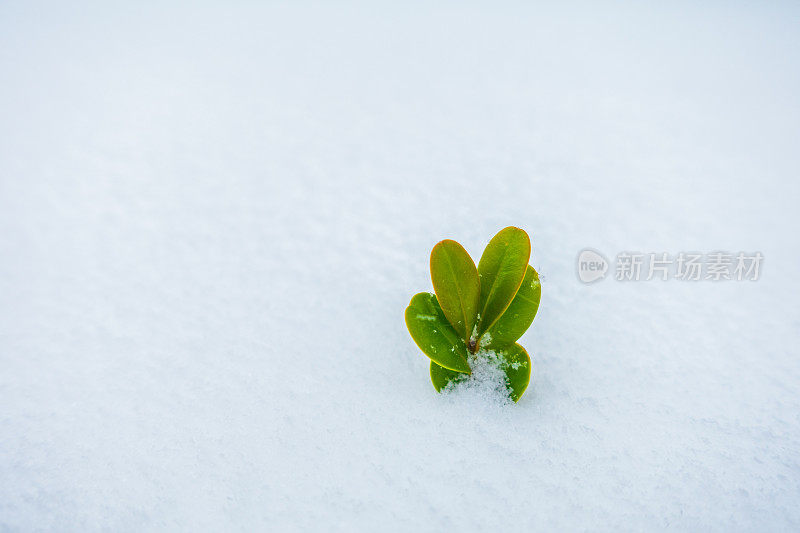 绿色的植物从冰雪中探出头来