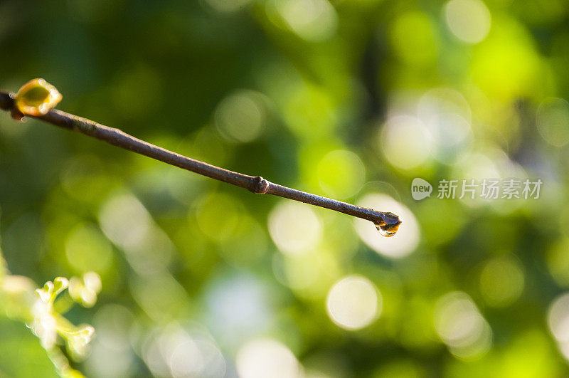 树枝上的雨滴