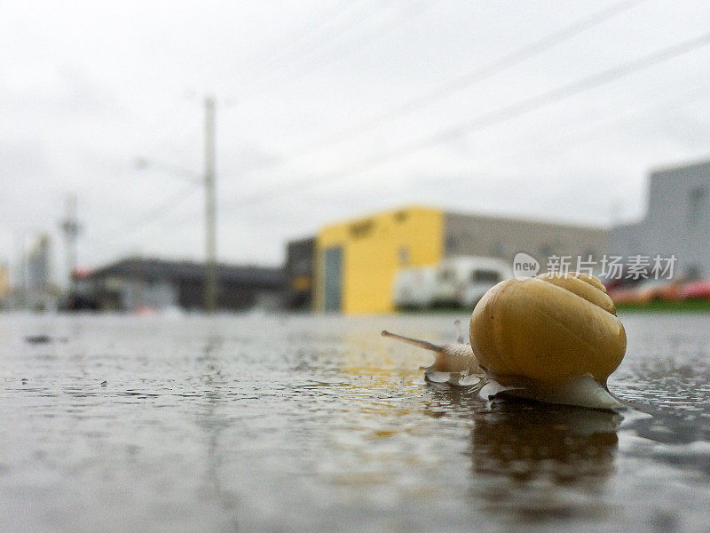 雨后潮湿的街道上爬行的蜗牛