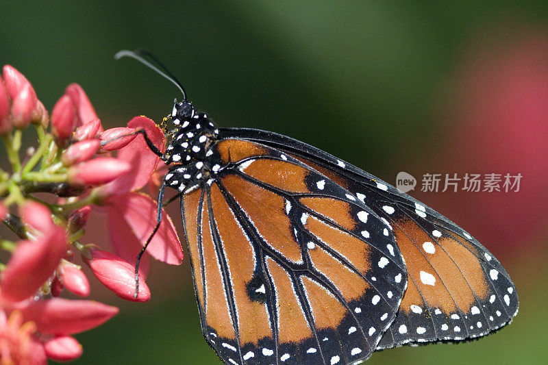 美丽的黑脉金斑蝶