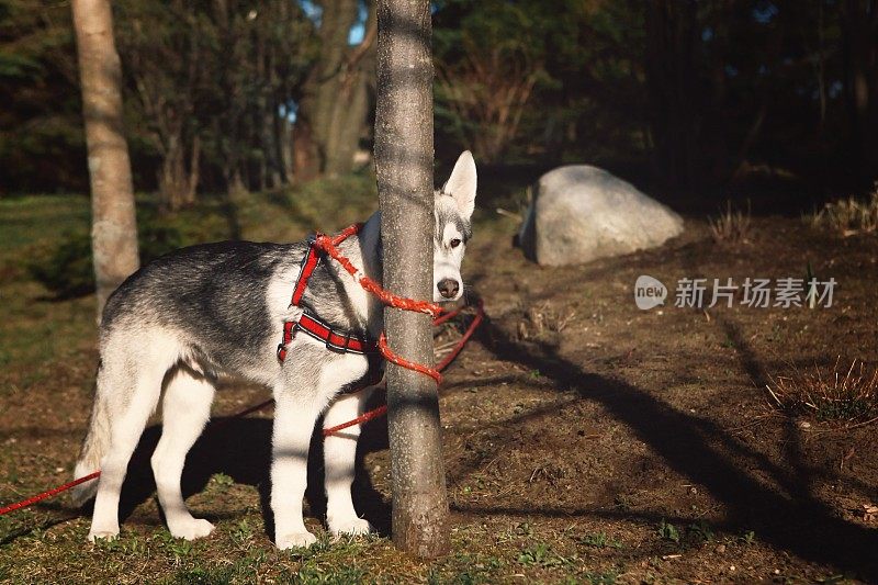 狗链缠绕在树上的哈士奇小狗