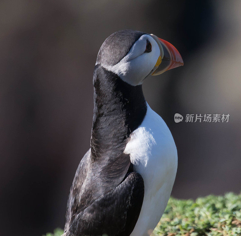 角嘴海雀