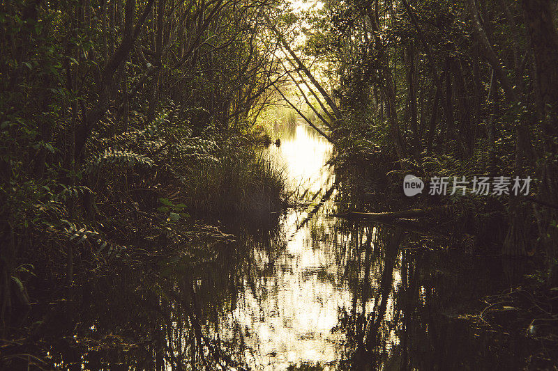 红树林沼泽