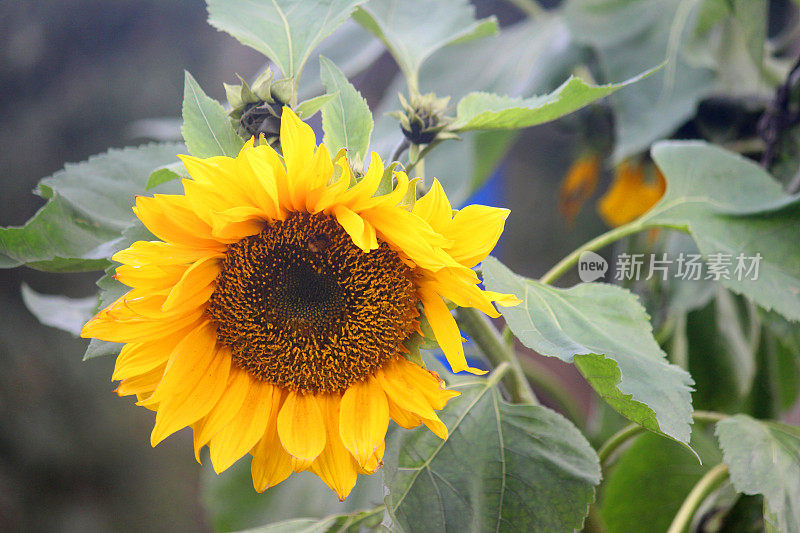 向日葵头状花序的黄色花瓣(向日葵)