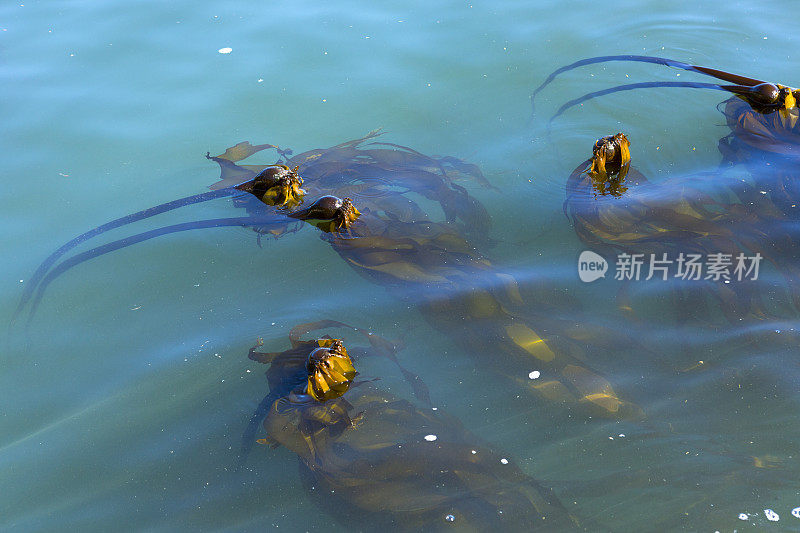 潮汐池