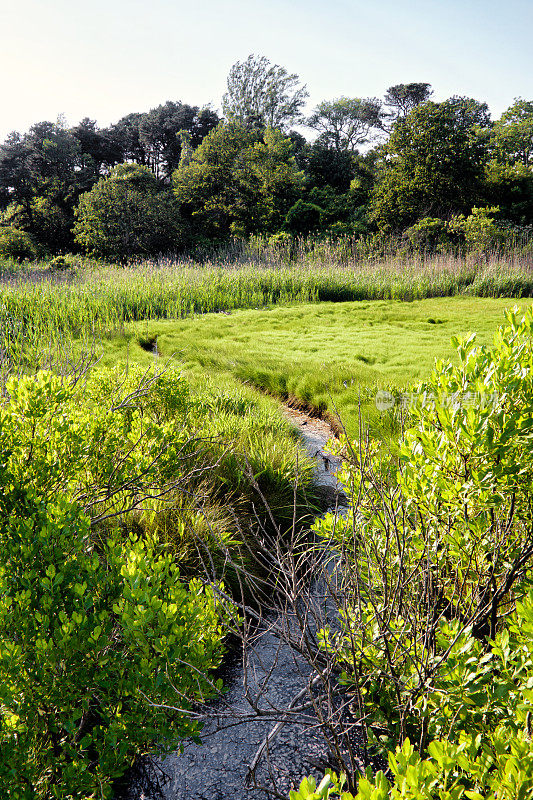 流经湿地的小溪，科德角，马萨诸塞州海岸线，美国新英格兰