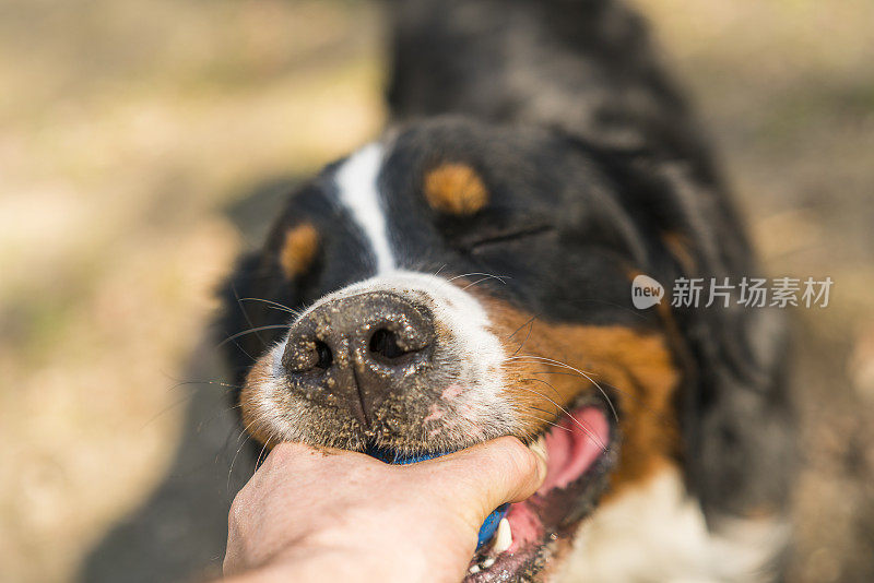 伯尔尼山犬