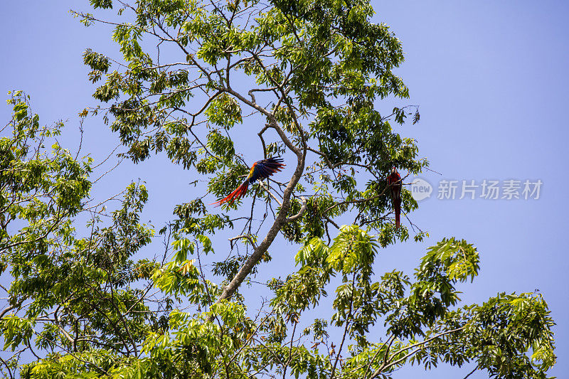 哥斯达黎加天空中树上的猩红色金刚鹦鹉