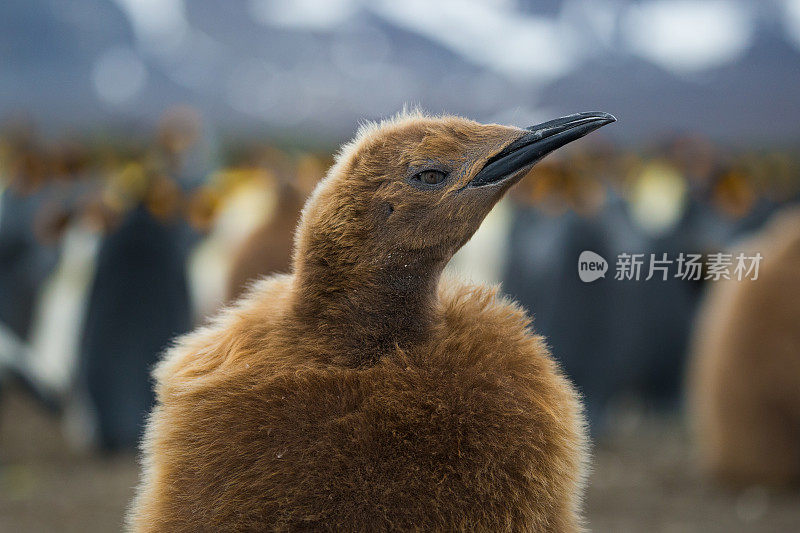 南乔治亚的小企鹅