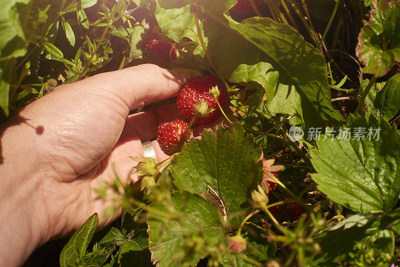 农民检查草莓收成