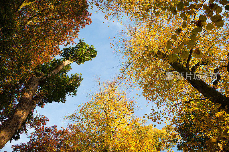 秋天的树叶和树木映衬着蓝天