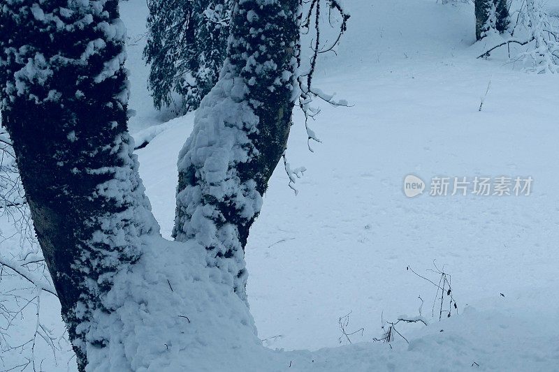 在欧洲阿尔卑斯山脉，冰雪覆盖的冬季景观和森林