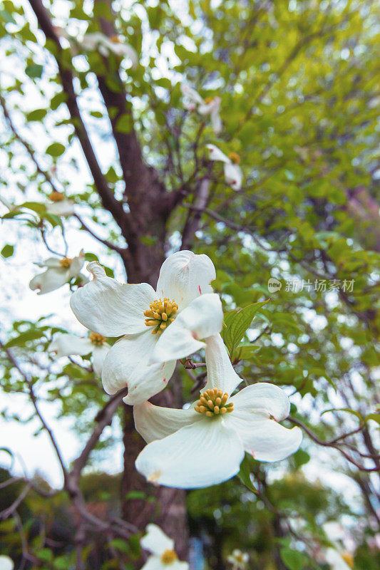 白色开花的山茱萸树(山茱萸佛罗里达)在盛开，特写