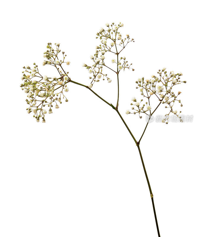 小小的白色的gypsophila花