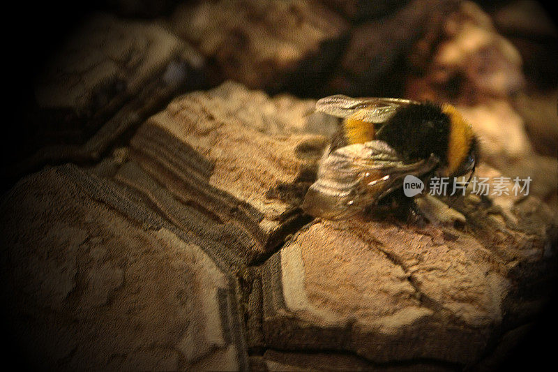 大黄蜂在软木塞