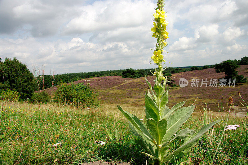 欧石南花