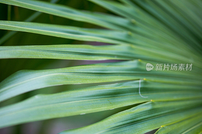 津巴布韦:植物