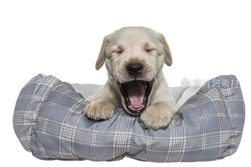 一只疲惫的黄色拉布拉多小狗在狗床上打哈欠——5周大