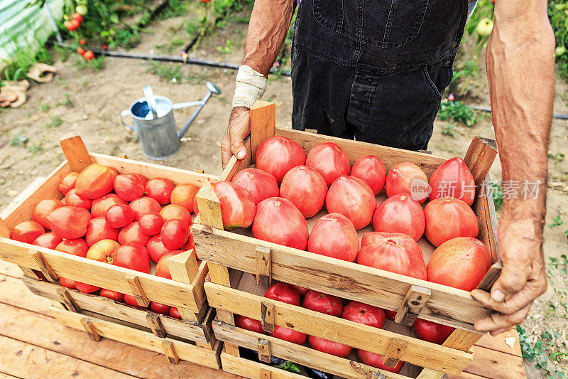 在温室里安排西红柿的资深农民