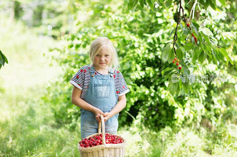 小女孩摘樱桃