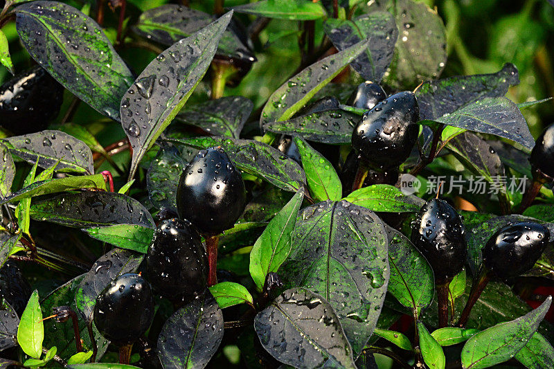 成熟辣椒品种辣椒黑珍珠在温室中生长
