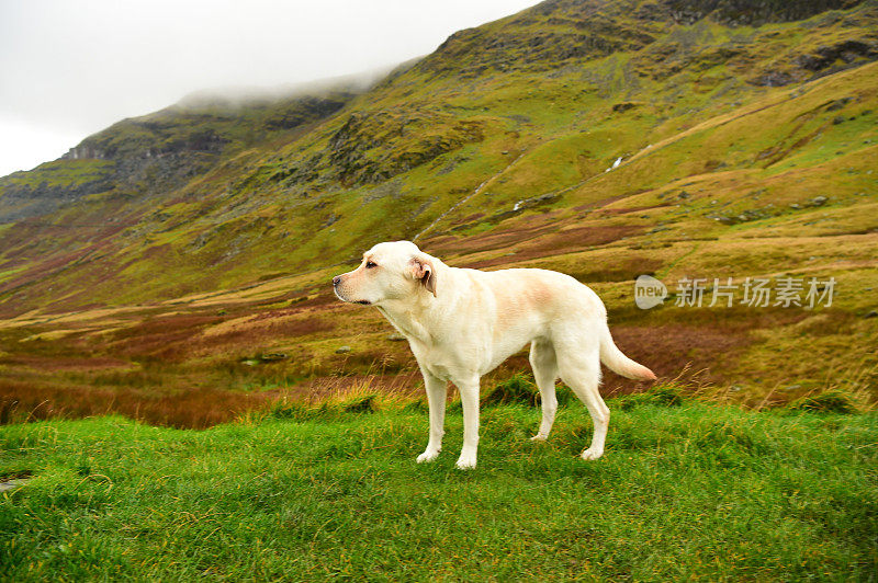 英国湖区的拉布拉多寻回犬