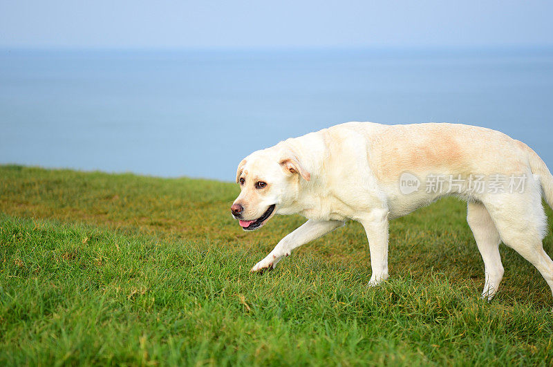 康沃尔一个渔村的拉布拉多寻回犬