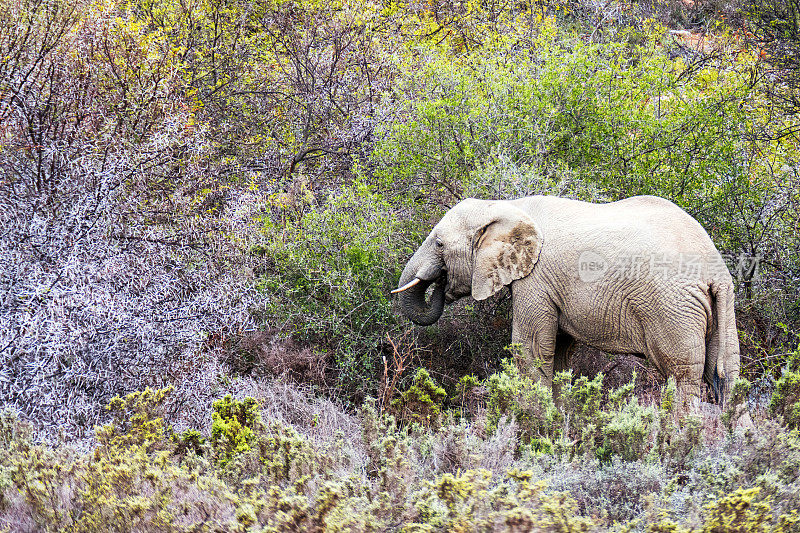 南非，非洲象把食物送到嘴边